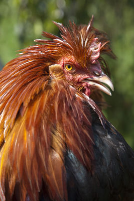 Sulmtaler. Ein Huhn mit Geschichte