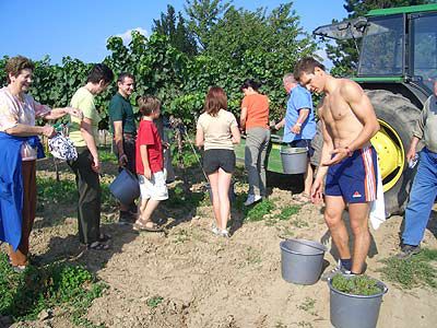 Gegen Sauvignonismus